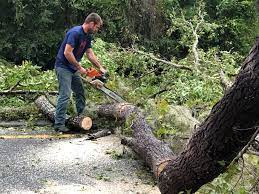  Nowthen, MN Tree Removal Pros