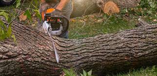 Best Emergency Tree Removal  in Nowthen, MN