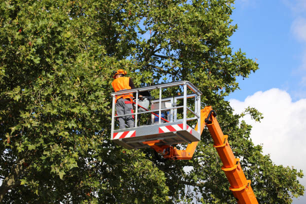 Best Utility Line Clearance  in Nowthen, MN