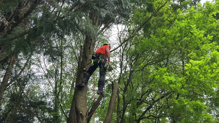 Best Root Management and Removal  in Nowthen, MN