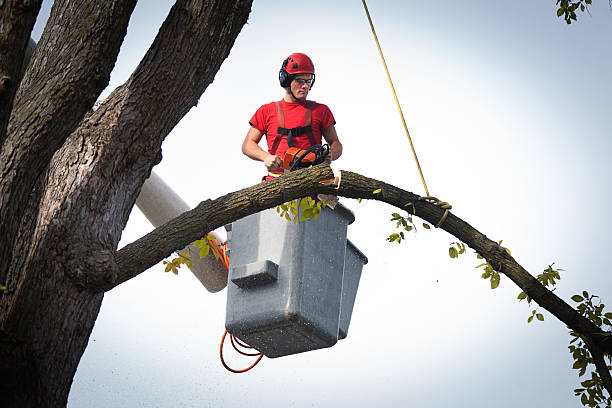 Best Stump Grinding and Removal  in Nowthen, MN