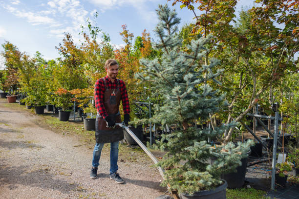 Best Palm Tree Trimming  in Nowthen, MN